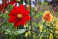 Dahlia coccinea is a species in the genus Dahlia, in the family Asteraceae. Its common name is red dahlia.ÃÂ 